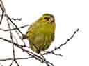 鳥類図鑑・マヒワ 4